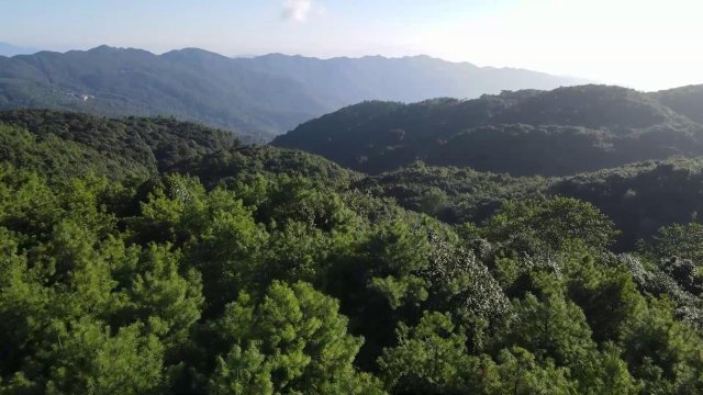 云南施甸：印支灰叶猴扎堆萌趣“自拍”（原素材）[00-01-53][20240809-120650234].jpg
