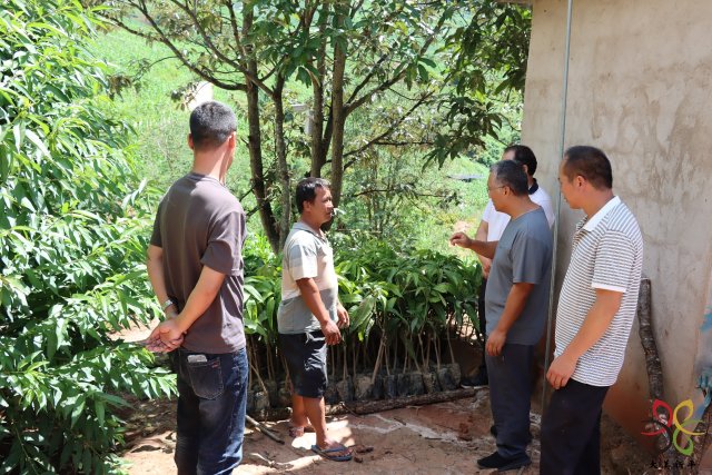 平甸：群策群力 齐心铺就“幸福路”