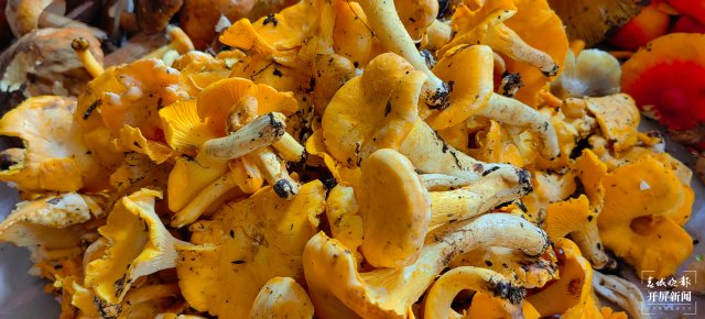 （采访传编辑）美好生活在云南 走，赶菌子Gai克！（有视频） (13).jpg