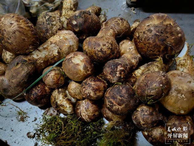 （采访传编辑）美好生活在云南 走，赶菌子Gai克！（有视频） (19).jpg