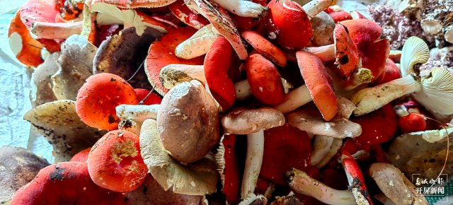 （采访传编辑）美好生活在云南 走，赶菌子Gai克！（有视频） (10).jpg