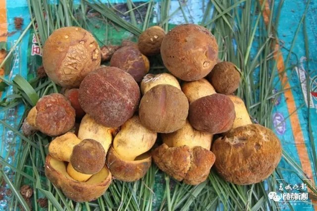 （采访传编辑）美好生活在云南 走，赶菌子Gai克！（有视频） (1).jpg