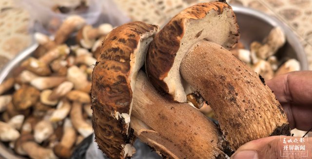 （采访传编辑）美好生活在云南 走，赶菌子Gai克！（有视频） (24).jpg