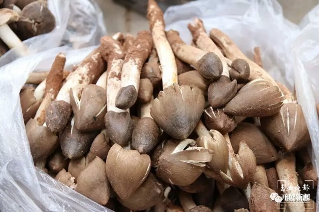 （采访传编辑）美好生活在云南 走，赶菌子Gai克！（有视频） (3).jpg