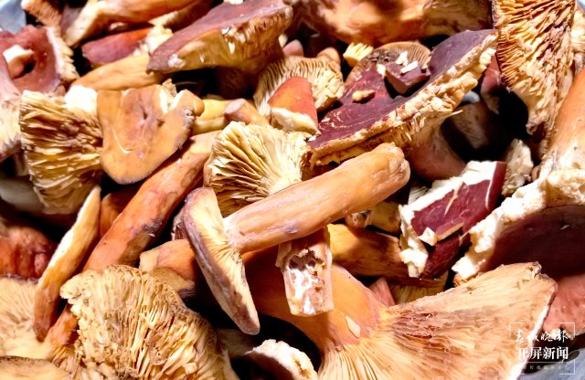 （采访传编辑）美好生活在云南 走，赶菌子Gai克！（有视频） (35).jpg