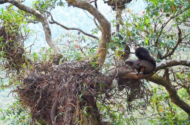2.霜背大鼯鼠 红外相机摄1_副本.jpg