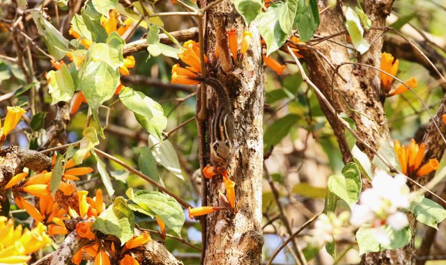 4.明纹花松鼠 蔡双发摄_副本.jpg