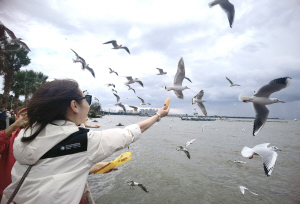 红嘴鸥“先头部队”已到达昆明海埂公园东码头 　　■ 都市时报全媒体记者 张小燕