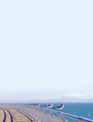 环湖南路虎山段红嘴鸥停在护栏上 　　晋宁融媒体 供图