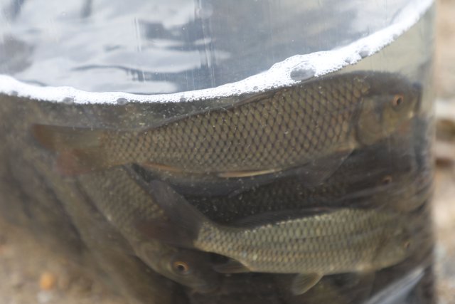 氧气袋里的元江鲤鱼苗.jpg