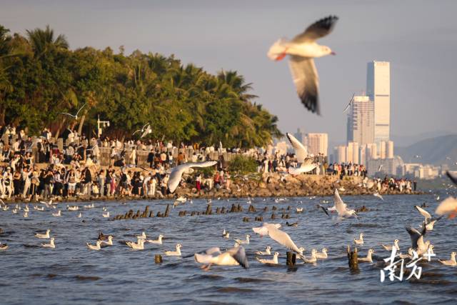 深圳湾公园上空成群结队的候鸟飞跃海面。&nbsp;