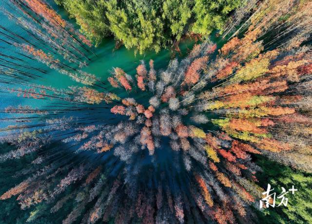中山市五桂山水杉林层林尽染，五彩缤纷。南方拍客 瑞 摄