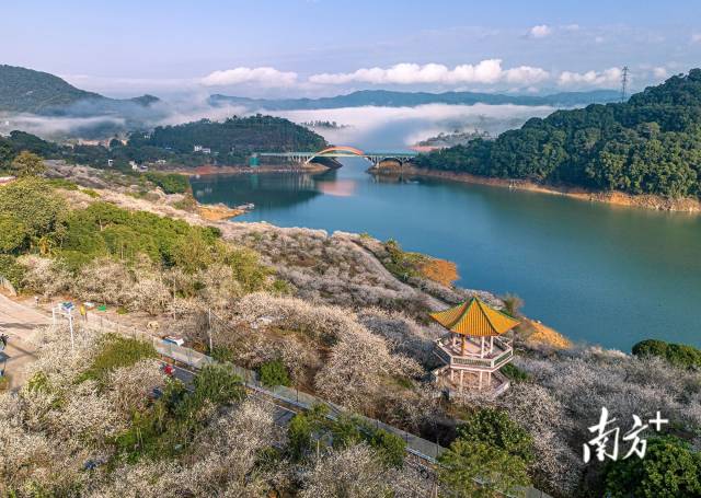 广州市流溪河国家森林公园十万余株梅花二度怒放，一片雪白，构成冬日别具特色的一道风景。南方拍客 邹辉 摄