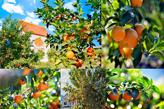 四会沙糖桔甜蜜上市。黄田镇供图。