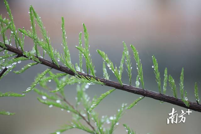 雨水节气，广东各地春意盎然，展现出一幅早春的景象。南方+记者 关铭荣 摄