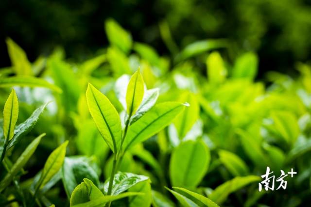 春天，梅州各地茶园“上新”。&nbsp;南方+记者 何森垚 摄