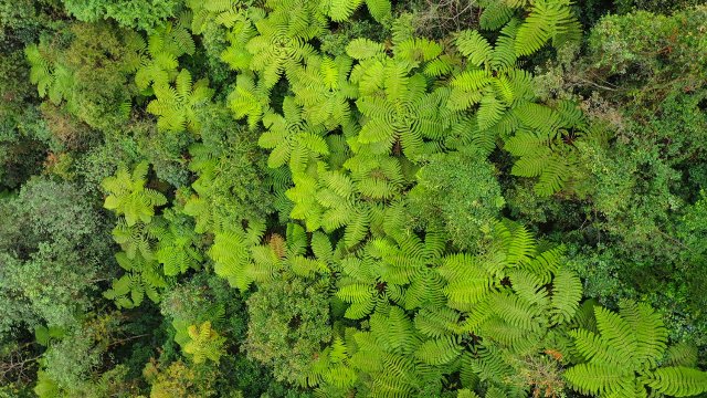 桫椤（2月14日）熊大孝摄.jpg