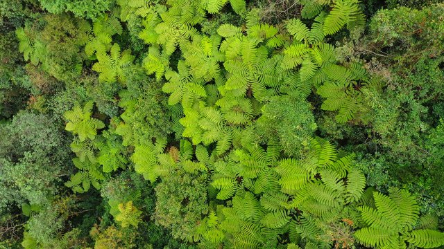 桫椤（2月14日）熊大孝摄.jpg