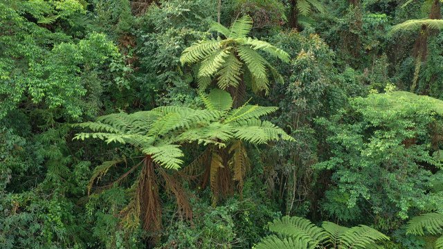 桫椤（2月14日）侯云鹏摄.jpg