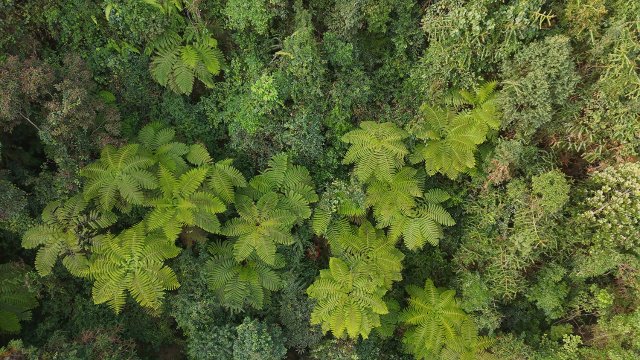 桫椤（2月14日） 王学云3.jpg