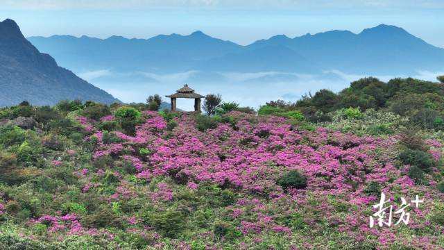 潮州凤凰山山顶的杜鹃花竞相开放，与茶山云海共绘春日盛景。