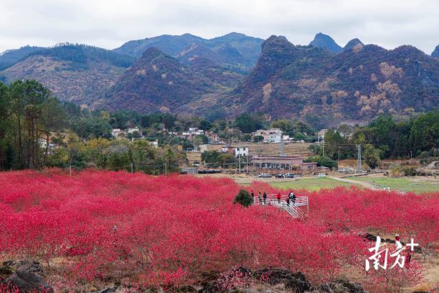 清远市清新区浸潭镇桃源马田村，桃花盛开，吸引人们出门踏青。 南方+拍客 阿俊 摄