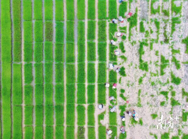 阳江市农科所在白沙试验场进行省水稻区域试验早造插秧工作。南方+拍客 关巧明 摄