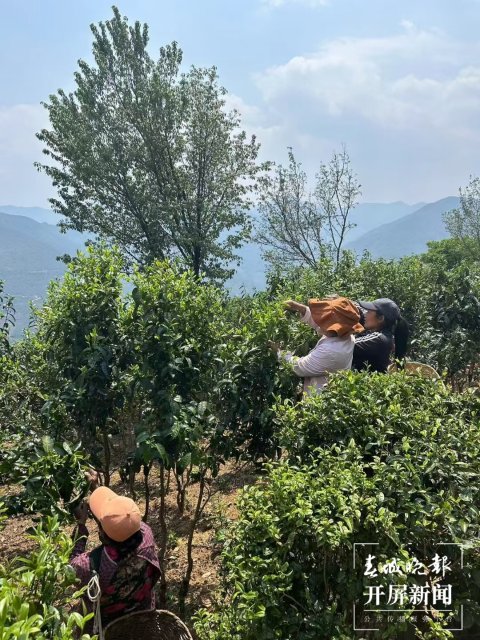 （采访传编辑）美好生活在云南 无量山春意盎然采茶忙 (1).jpg