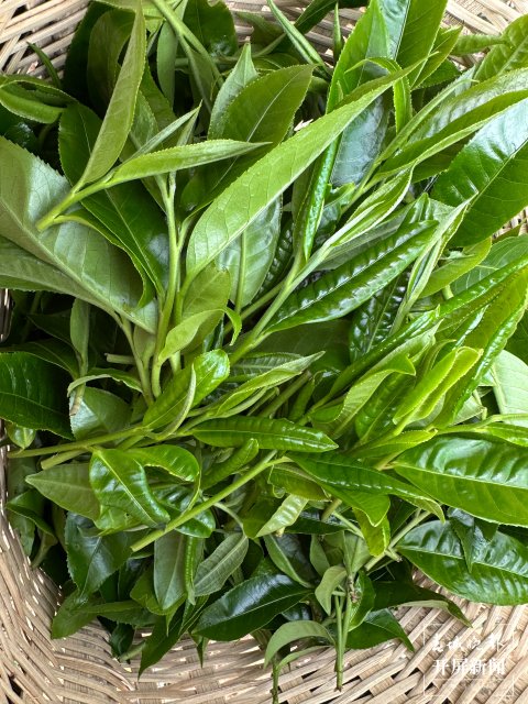 （采访传编辑）美好生活在云南 无量山春意盎然采茶忙 (5).jpg