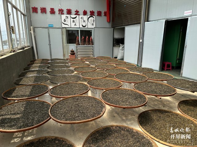 （采访传编辑）美好生活在云南 无量山春意盎然采茶忙 (6).jpg