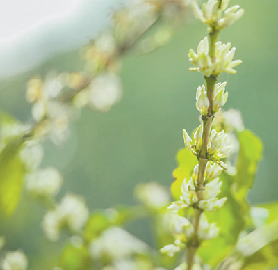 云南咖啡何以味更香？人民日报要闻版头条解读