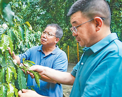 云南咖啡何以味更香？人民日报要闻版头条解读