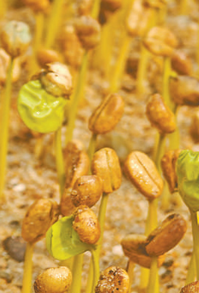 云南咖啡何以味更香？人民日报要闻版头条解读