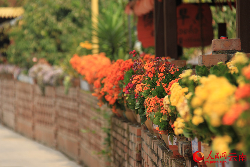 图为陇海村民小组村民家围墙上的绿植。人民网记者-程浩摄