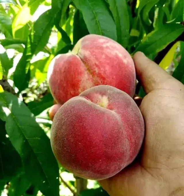 21f670411d06c6ad7d0a026930e3a96c