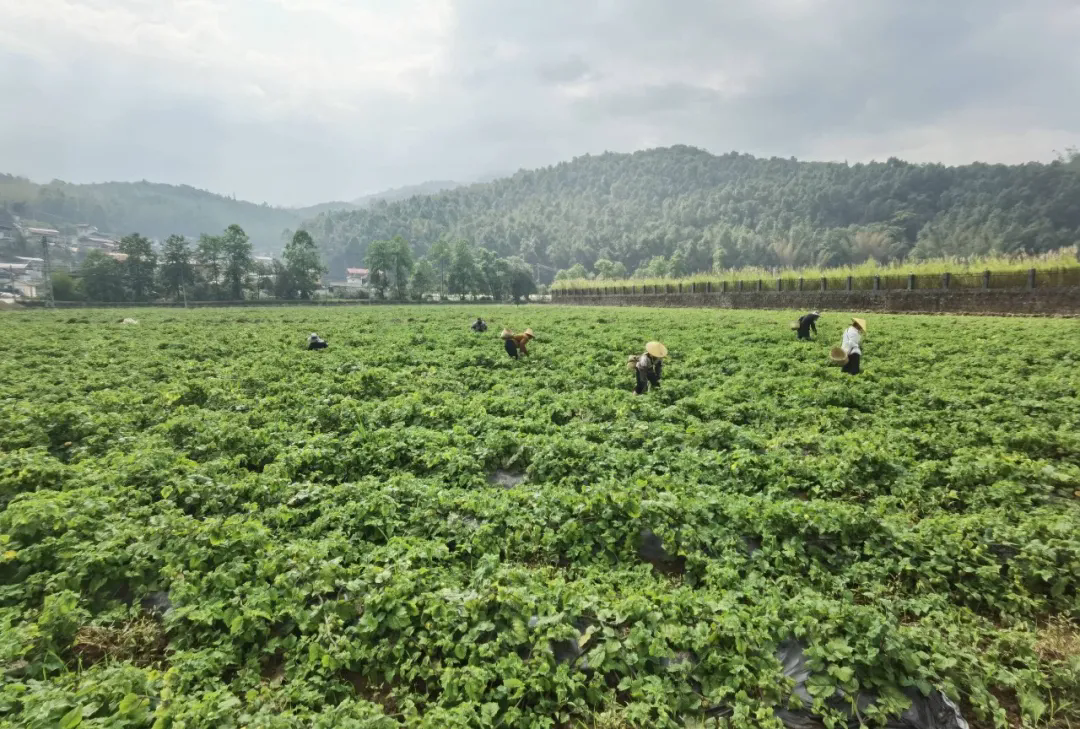 1747878576752188.png 640_wx_fmt=jpeg&tp=webp&wxfrom=5&wx_lazy=1 (1).webp.png