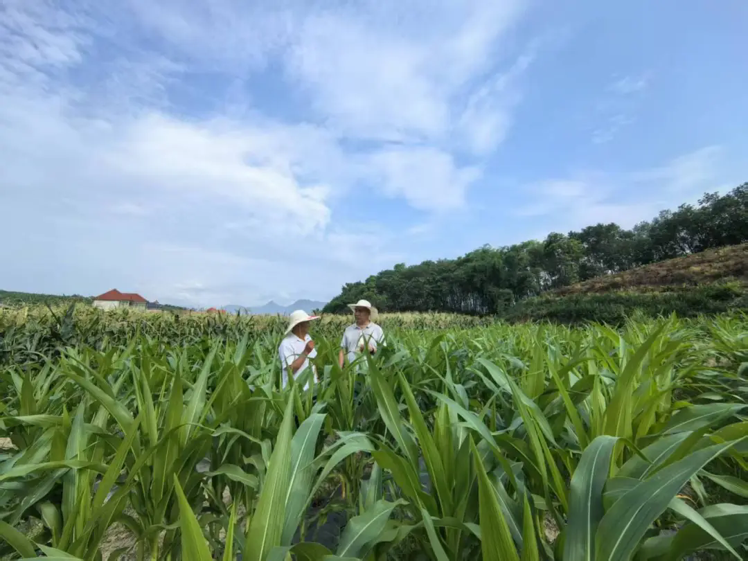 1747879136971105.png 640_wx_fmt=jpeg&from=appmsg&tp=webp&wxfrom=5&wx_lazy=1.webp (6).png