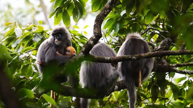 菲氏叶猴 龙陵小黑山省级自然保护区管护局供图 资料图.jpg
