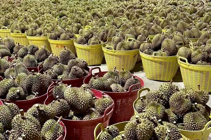 榴莲便宜了，原来与这条铁路有关！