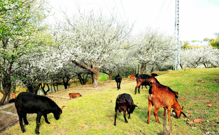 DSC_7330_副本 DSC_7330_副本