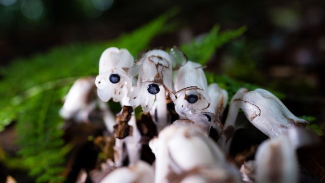 纯白和深蓝的组合自带神秘美感（2025年6月10日 梅新强摄）.jpg