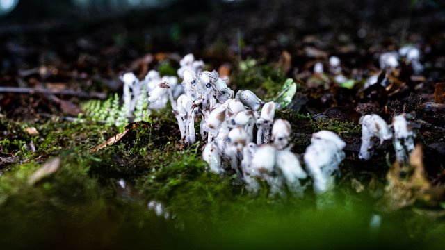 在云南省临沧市临翔区南美乡的原始森林中，水晶兰成片生长（2025年6月10日 梅新强摄）.jpg