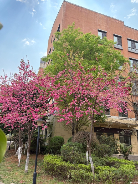 春满官六 春满官六