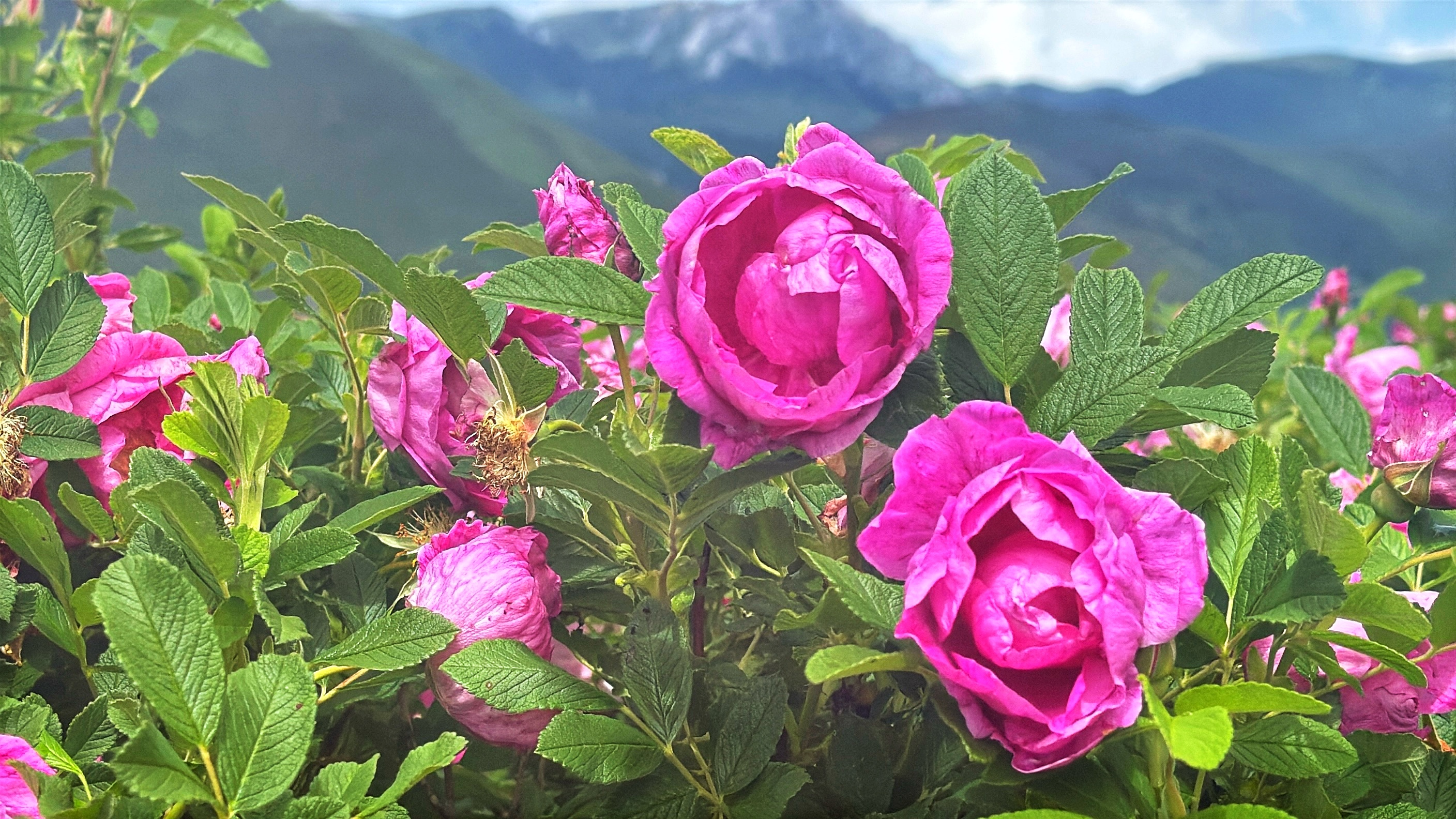 5a654770-e5e9-4d82-b546-115fa0995503 5a654770-e5e9-4d82-b546-115fa0995503