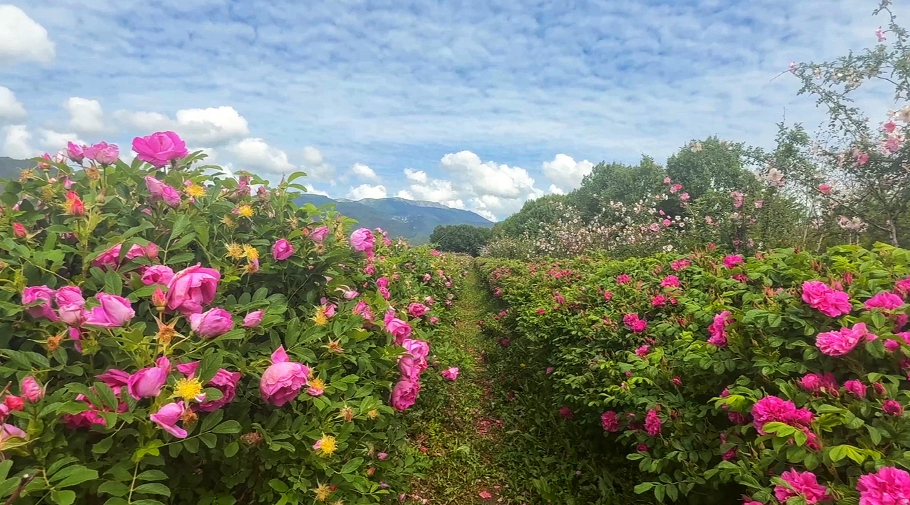 22ff9c2f-32cd-46ce-ae7a-64c42d818cb8 22ff9c2f-32cd-46ce-ae7a-64c42d818cb8