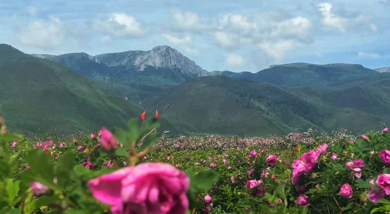 3523946f-a076-485a-acd2-cff3bd356ce8 3523946f-a076-485a-acd2-cff3bd356ce8