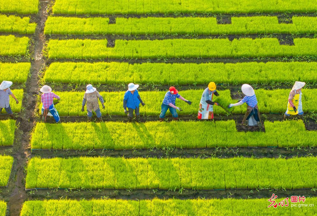 AI夏至物语——看美食、民俗、农事的像素奇遇