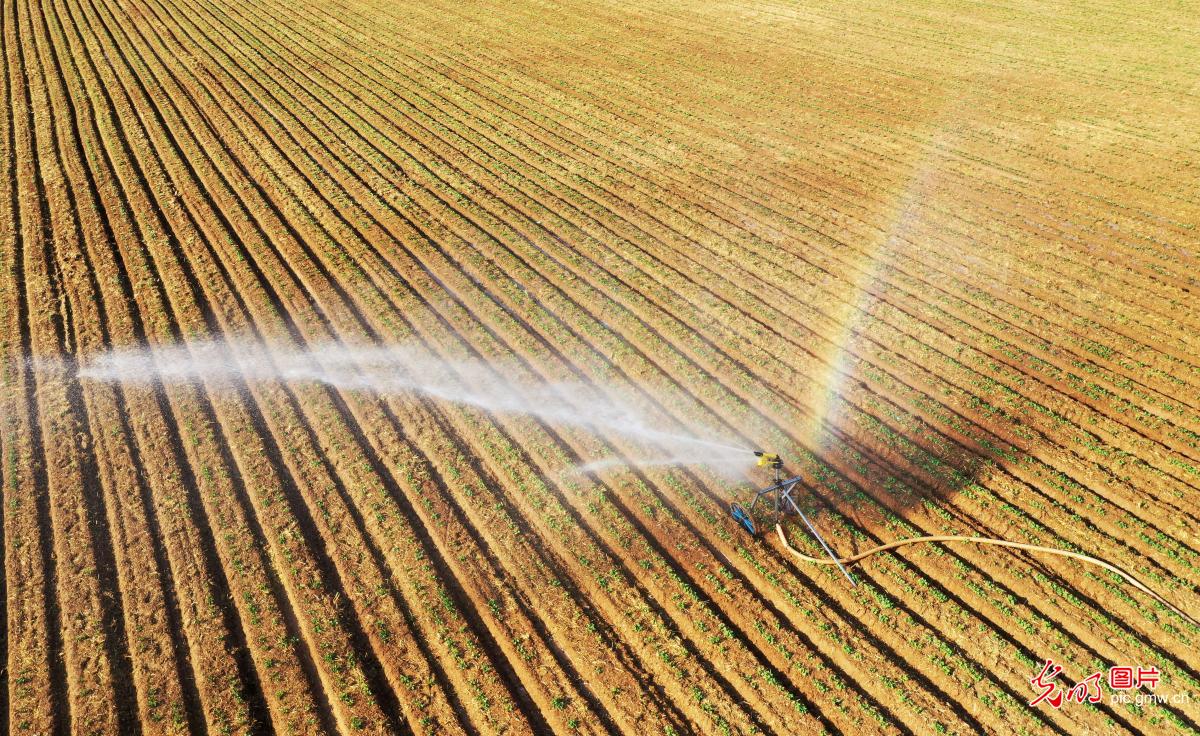 AI夏至物语——看美食、民俗、农事的像素奇遇