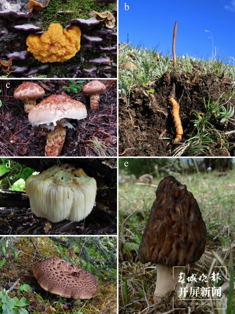 研究发现的藏东南地区部分珍稀食、药用菌.jpg