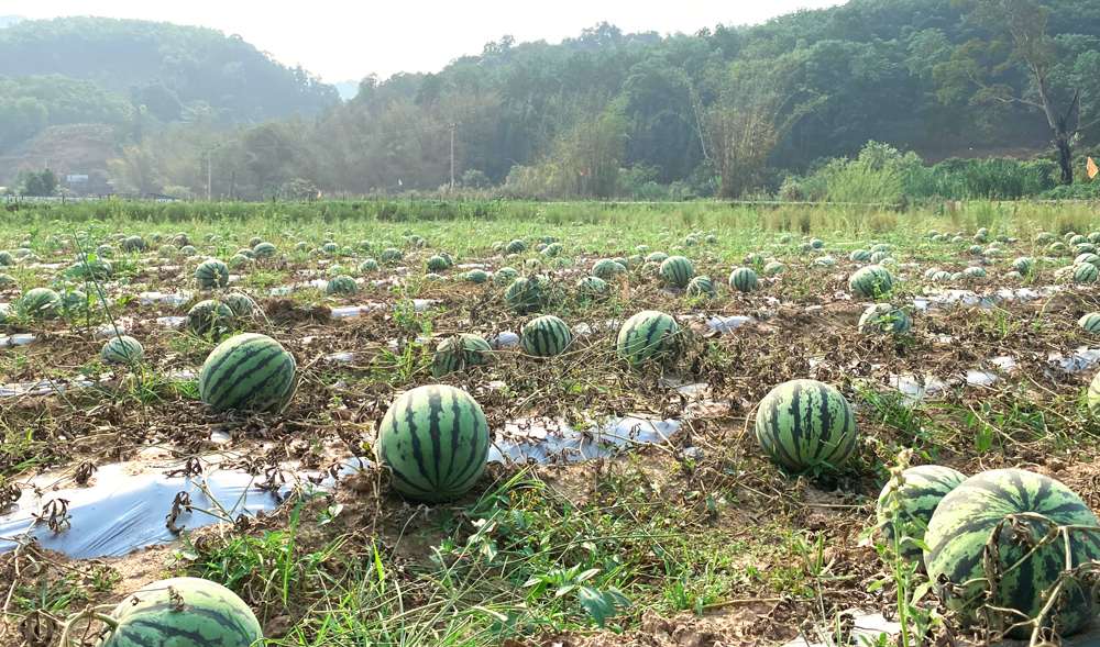 1754381190549072.jpg 202.jpg